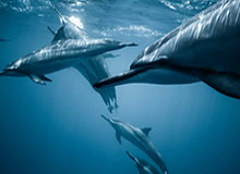 开云下载：云端加速下的下载新体验